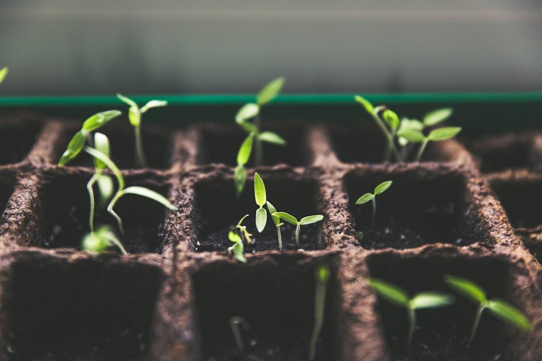 Rearing tomatoes for self support