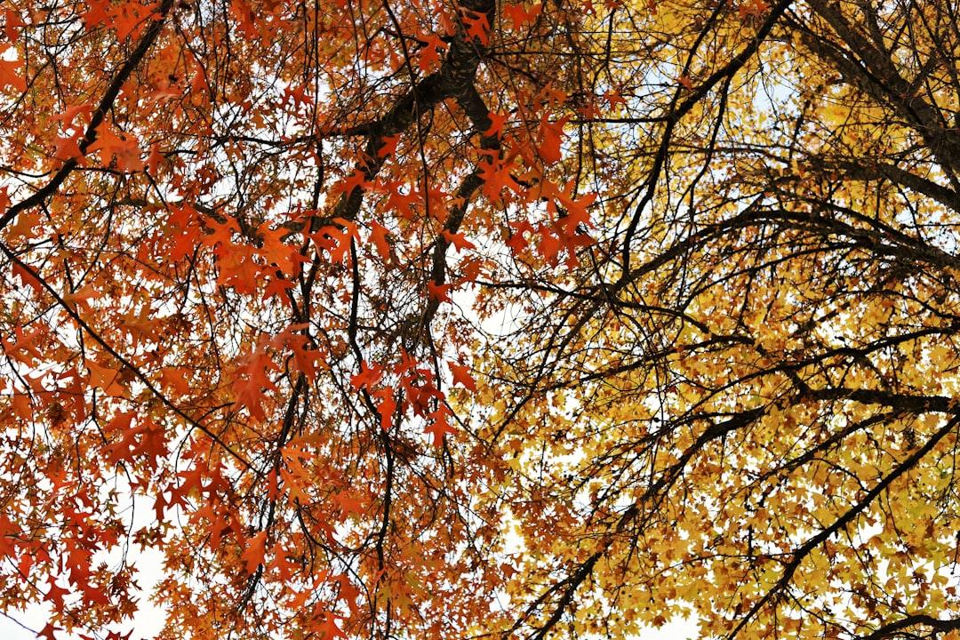 L'automne au parc du Forézan